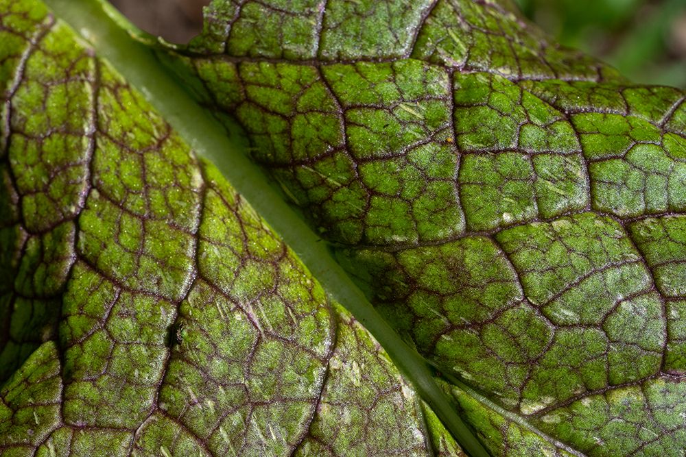 Issaquah- Washington State- USA. Close-up of a mustard greens leaf